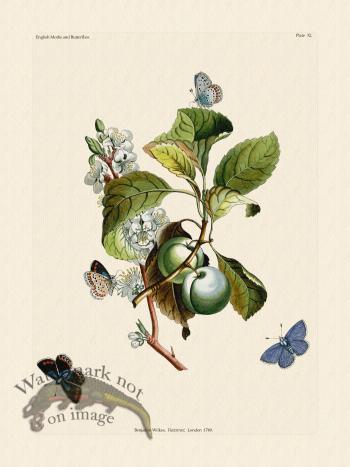 Wilkes Butterflies 032